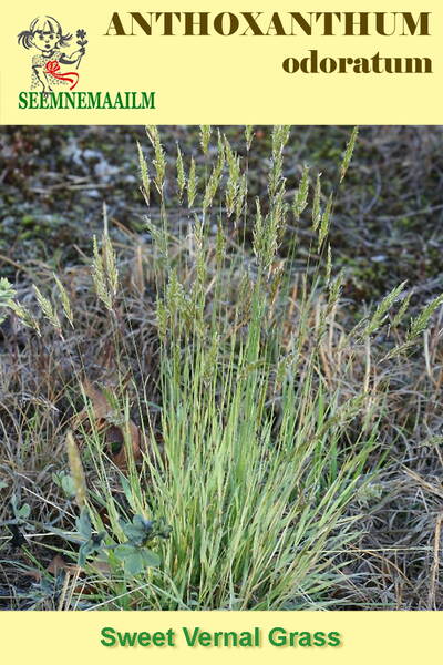 Душистый колосок обыкновенный (Anthoxanthum odoratum) Душистый колосок обыкновенный (Anthoxanthum odoratum)